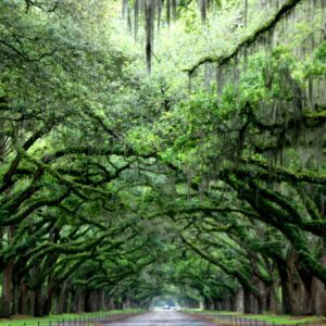 mossy trees overhanging a road in savannah ga