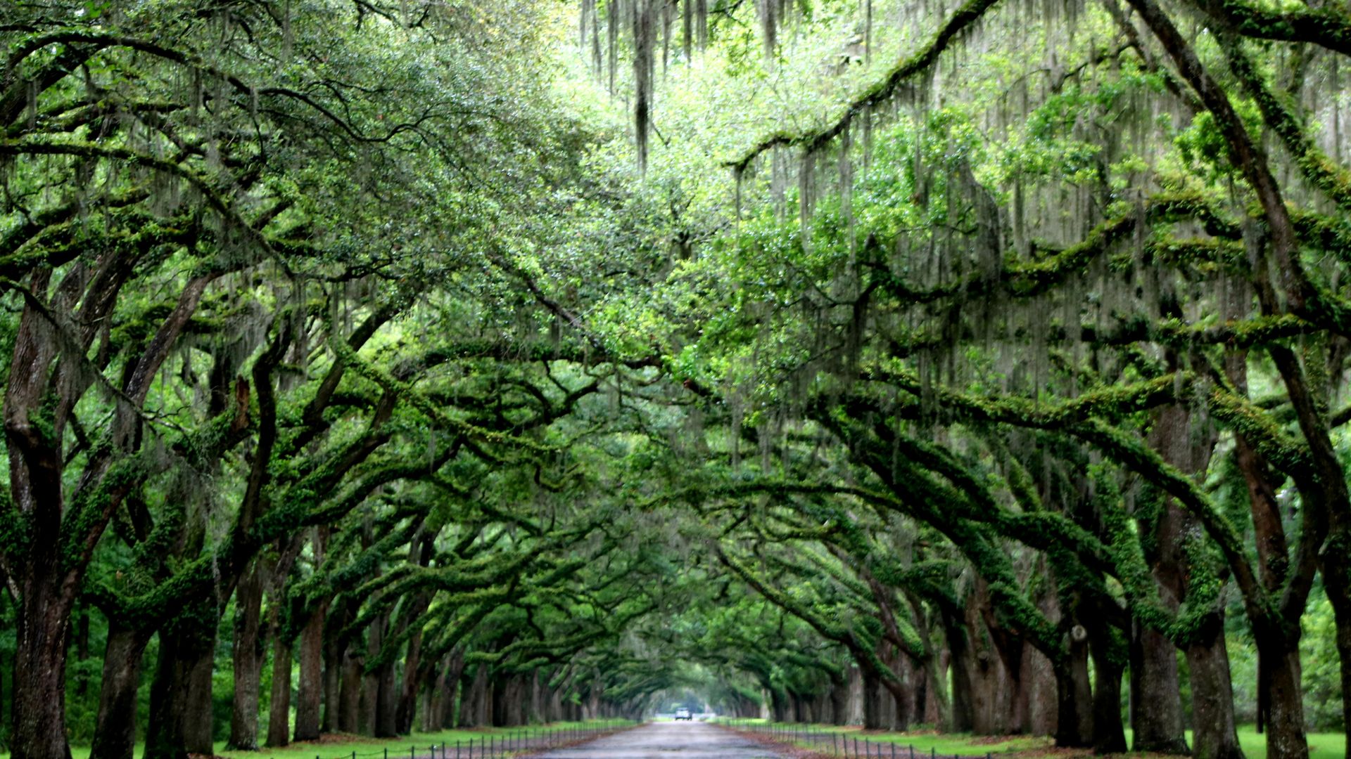 mossy trees overhanging a road in savannah ga